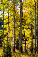 DSC_0440_edited-1