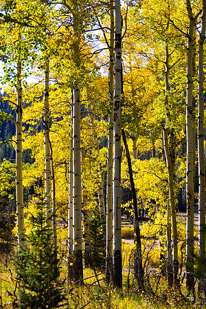 DSC_0440_edited-1