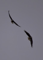 DSC_0460_edited-MX