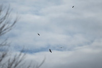 DSC_3916_edited