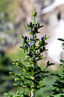 DSC_0522_edited - Sub-alpine Fir