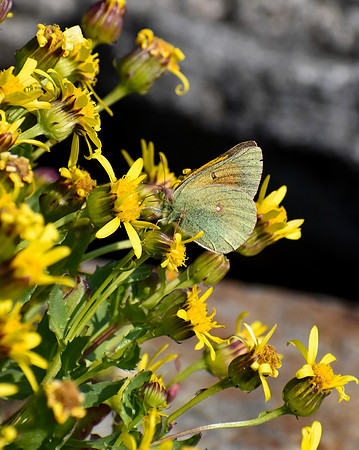 DSC_0977_edited-vert - MK - Mead’s Sulphur Butterfly - on Dwarf Golden Aster