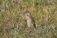 DSC_1799_edited - Wyoming Ground Squirrel