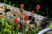 DSC_1076_edited - Scarlet Indian Paintbrush