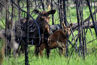 DSC_0273_edited-MX