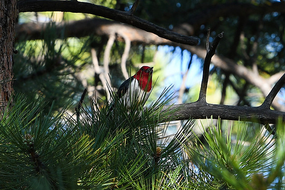 DSC_7637_edited - Red-headed Woodpecker