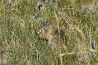 DSC_1802_edited - Wyoming Ground Squirrel