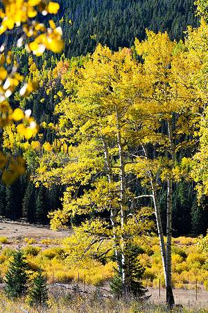 DSC_0445_edited