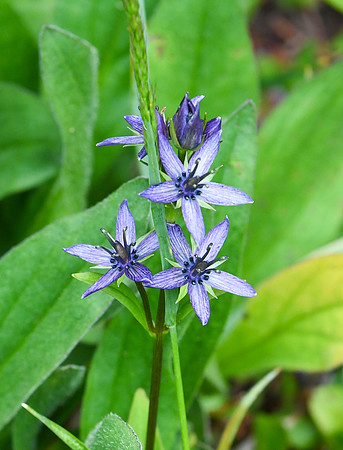 DSC_5042_edited - Star Gentian