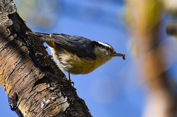 DSC_0172_edited - MX - Red-breasted Nuthatch