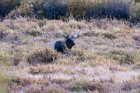 2023-09-30 - DSC_1033_edited - Bull Moose in the valley