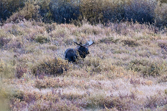 2023-09-30 - DSC_1033_edited - Bull Moose in the valley