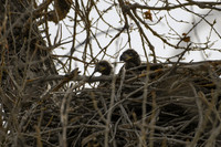 DSC_4512_edited