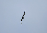DSC_4001_edited