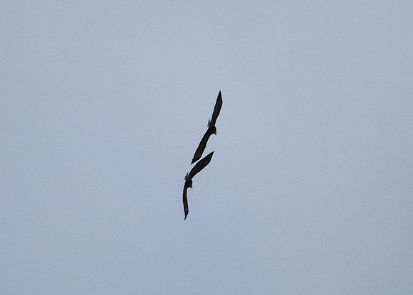 DSC_4001_edited