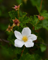 DSC_0237_edited - Boulder Raspberry