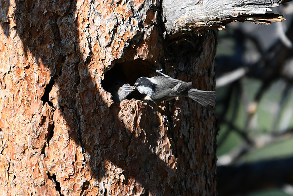 DSC_2288_edited - Mountain Chickadee feeding a Northern Red-shafted Flicker