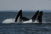 DSC_7616_edited