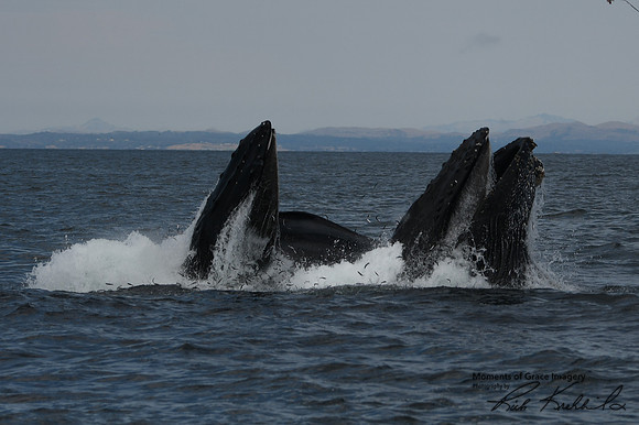 DSC_7616_edited