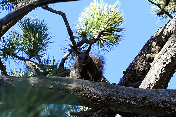 DSC_7667_edited - Abert's Squirrel