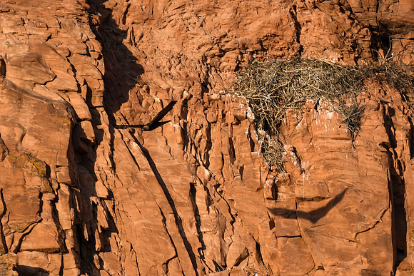 DSC_6586_edited