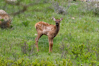 DSC_5293_edited-1