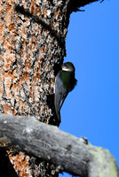 DSC_9203_edited - Violet-Green Swallow