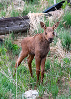 DSC_5432_edited-5x7