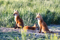 DSC_5297_edited