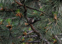 DSC_1378_edited