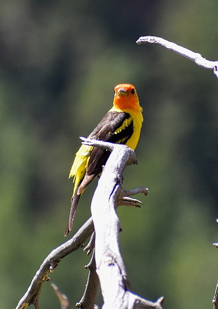 DSC_0568_edited - MK -Western Tanager