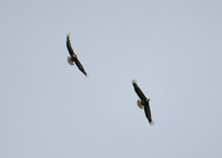 2025 - New Bald Eagle Nest - Eagle Courtship and adventure - 2025-01-05