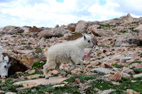 2017-07-16 Mountain Goat kid_edited