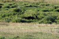 DSC_1774_edited - Look Close!  Bull Moose in the willows