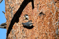 DSC_9020_edited - Pygmy Nuthatch pair