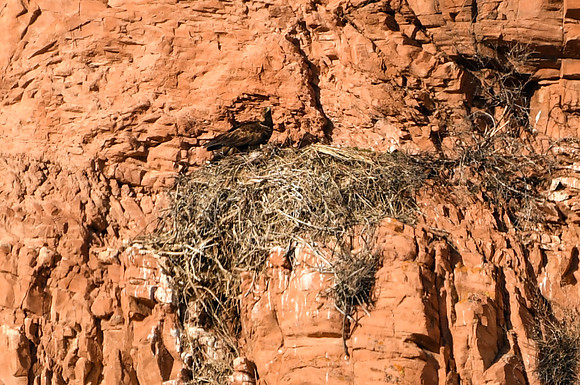 DSC_5693_edited-1
