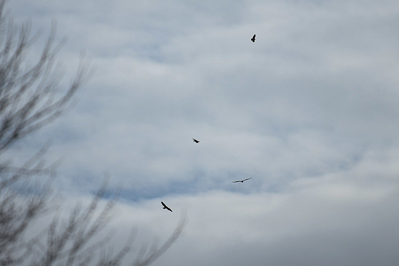 DSC_3914_edited