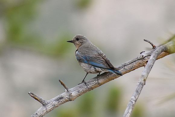 DSC_0371_edited