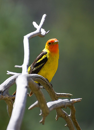 DSC_4998_edited - Western Tanager