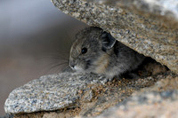 DSC_4862_edited - Peek-a-boo with a curious baby pika