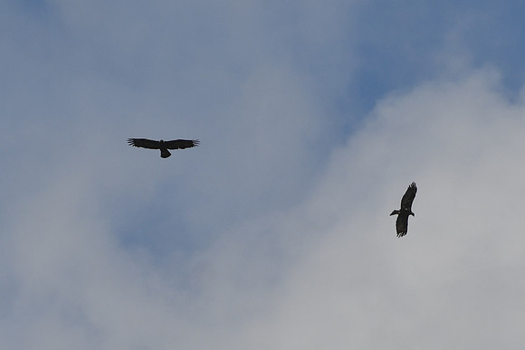 DSC_5047_edited